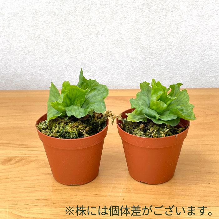 日本花キ流通 観葉植物 希少 コウモリラン ドワーフ ワンダエ ドワーフ