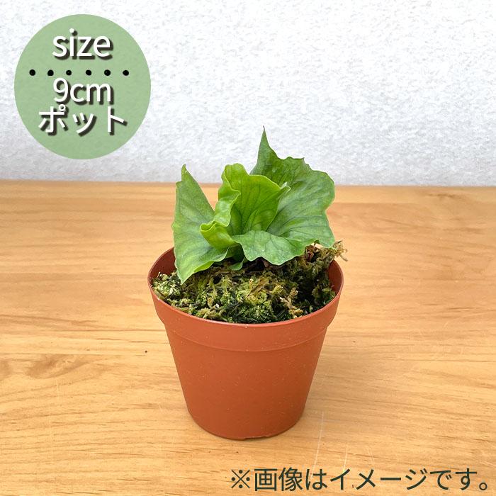 日本花キ流通 観葉植物 希少 コウモリラン ドワーフ ワンダエ ドワーフ