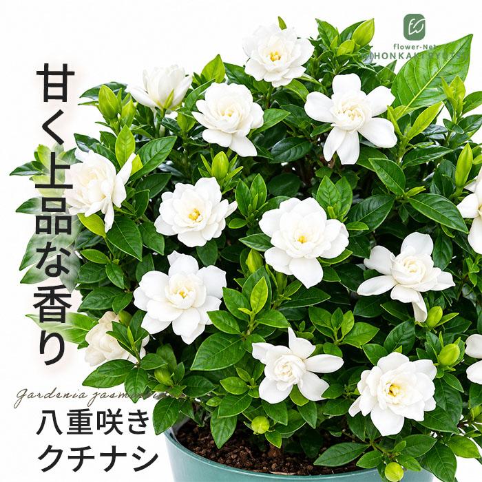 日本花キ流通 八重咲きクチナシ 4号ポット クチナシ 三大香木 苗木