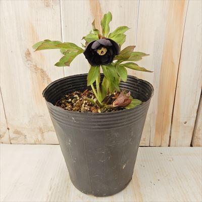 クリスマスローズ ダブル ピアノブラック 0121 16 現品販売 松浦園芸 5号鉢 開花株 Z601 002 フラワーネット日本花キ流通 通販 Yahoo ショッピング