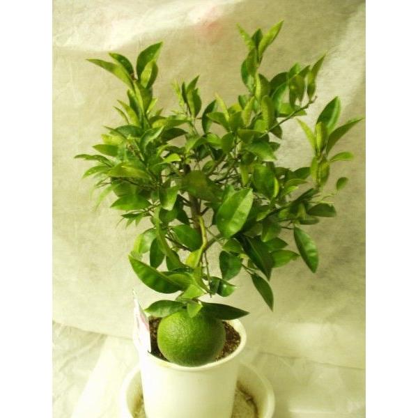 甘夏 実付き果樹 苗木 8号鉢 柑橘類 : フラワーハウス・シモン - 通販
