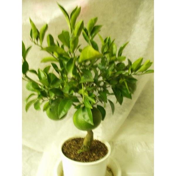 甘夏蜜柑苗木 実が沢山付き 特大株 果樹 アマナツ(甘夏)実付実績 - 果樹苗木・成木通販の 特等大苗専門店