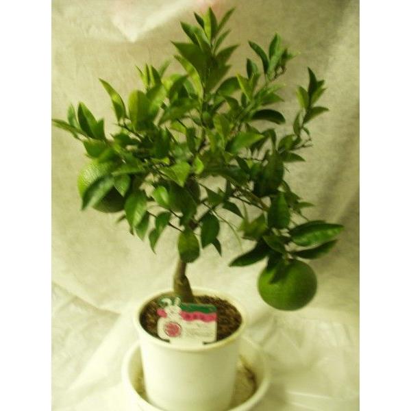 甘夏蜜柑苗木 実が沢山付き 特大株 果樹 甘夏蜜柑苗木 実が沢山付き