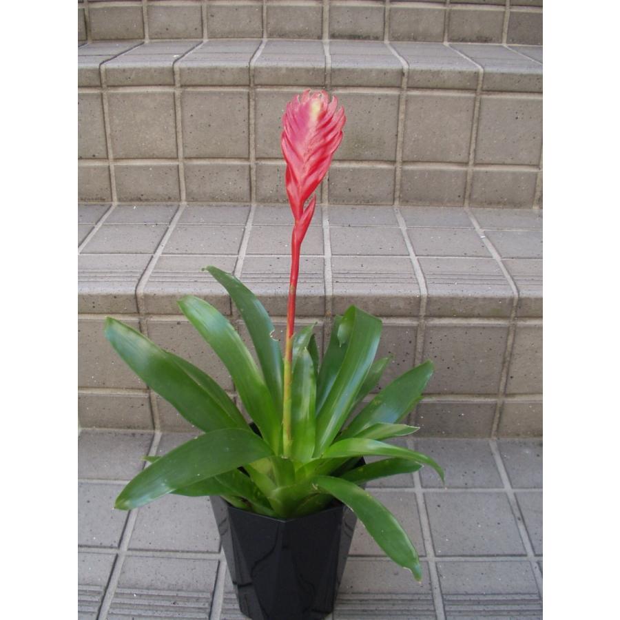 フリーセア クリスティアーナ 観葉植物 アナナス 4 5号鉢 処分品 Ananasu 1 フラワーハウス シモン 通販 Yahoo ショッピング