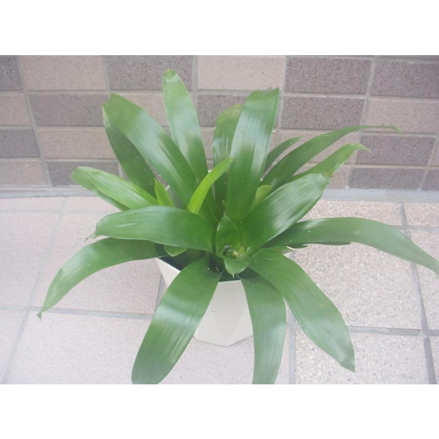 フリーセア クリスティアーナ 観葉植物 アナナス 4 5号鉢 処分品 Ananasu 1 フラワーハウス シモン 通販 Yahoo ショッピング