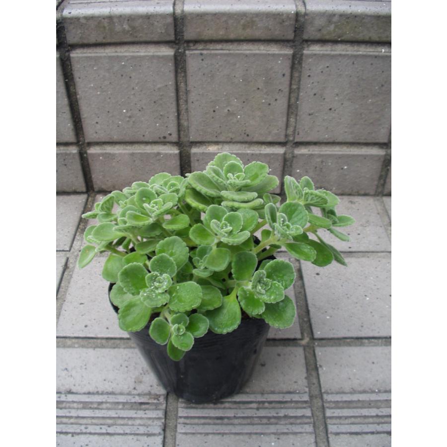 アロマティカス ハーブ ポット苗 送料値引きあり : フラワーハウス