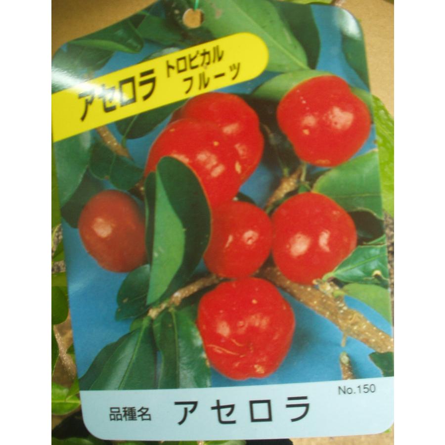 アセロラ 苗木 ポット苗 果樹 送料値引きあり : フラワーハウス