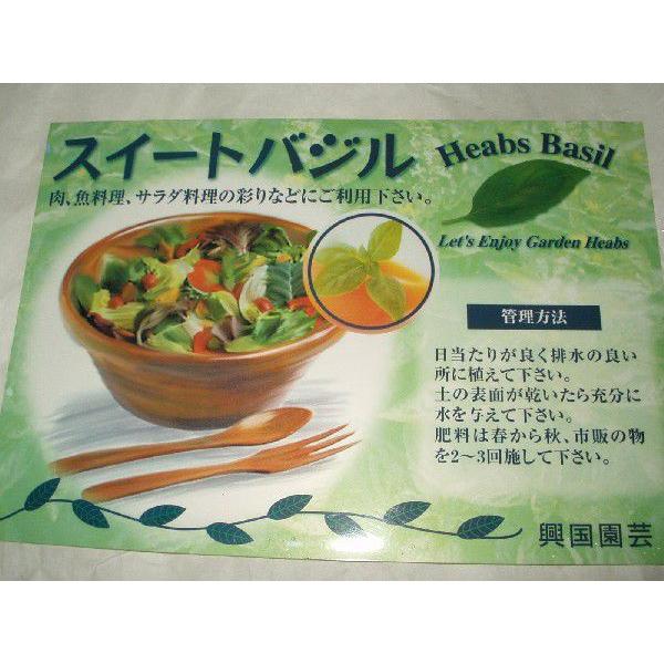 バジル ハーブ 野菜苗 スイートバジル 送料値下げあり : フラワー