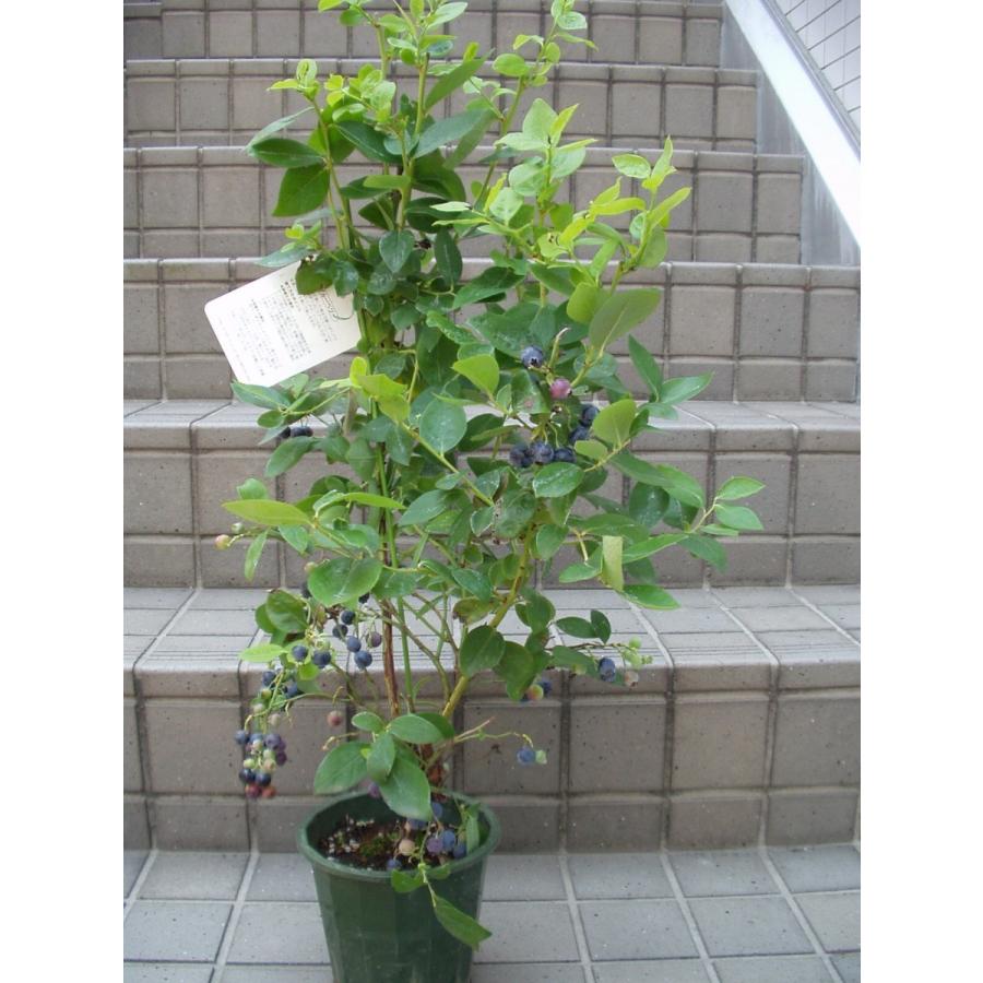 ブルーベリー オニールブルー 苗木 実付き果樹 鉢植え 5号鉢