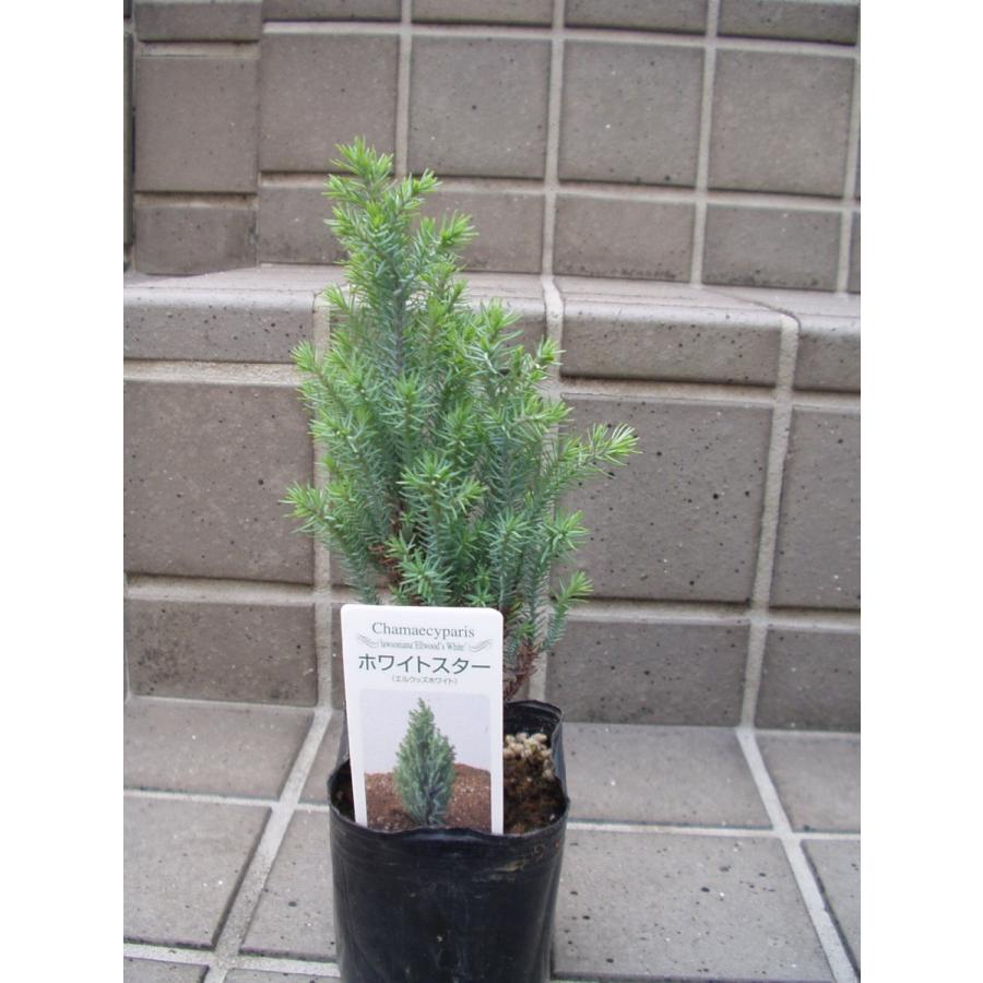 ホワイトスター コニファー 観葉植物 針葉樹 鉢植え ３号ポット苗 Conifar Whitestar 1 フラワーハウス シモン 通販 Yahoo ショッピング