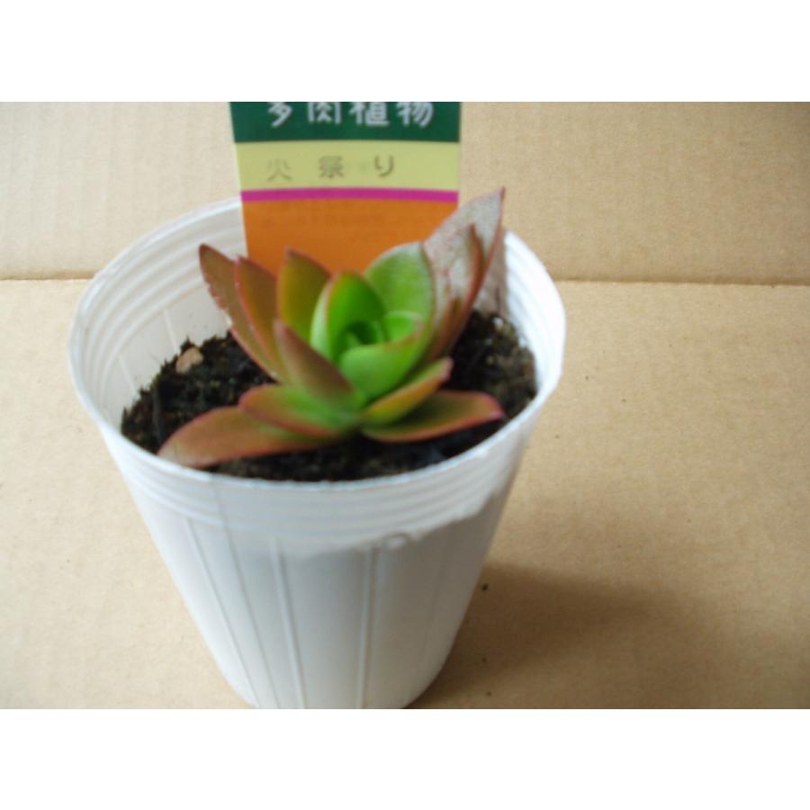 クラッスラ 火祭り 多肉植物 観葉植物 Crassula 1 フラワーハウス シモン 通販 Yahoo ショッピング