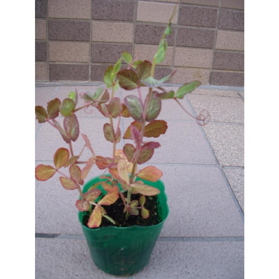 エンドウ豆 紫えんどう ツタンカーメンのエンドウ豆 野菜苗 3 4株植え 訳あり品２鉢セット Endoumame Tutankarmen 1 フラワーハウス シモン 通販 Yahoo ショッピング