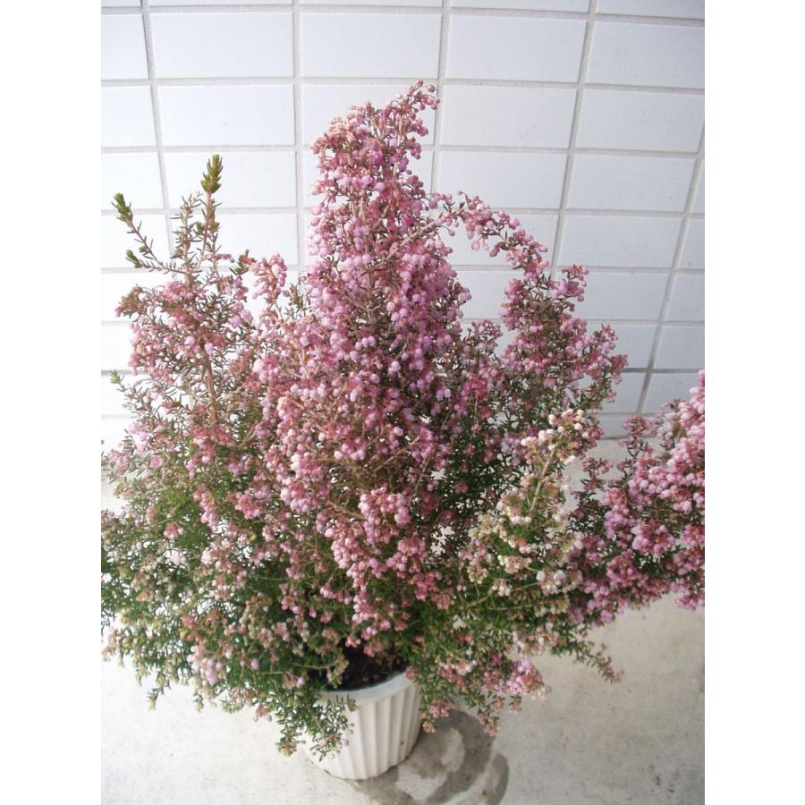 ジャノメエリカ 苗木 4号鉢 鉢植え Erika 3 フラワーハウス シモン 通販 Yahoo ショッピング