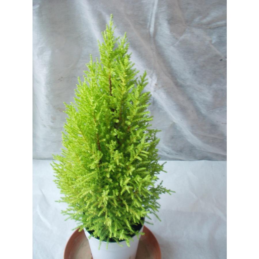 ゴールドクレスト ウイルマ コニファー 針葉樹 鉢植え 4号鉢 樹高50