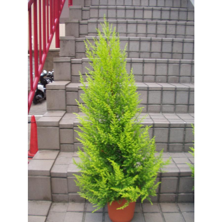ゴールドクレスト ウイルマ コニファー 針葉樹 鉢植え 6号鉢 樹高約1