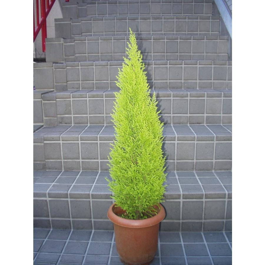 ゴールドクレスト 観葉植物 コニファー 針葉樹 鉢植え 7号鉢