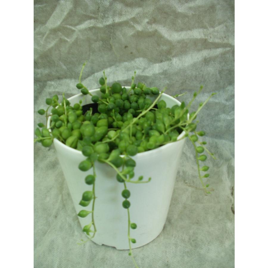 グリーンネックレス 観葉植物 多肉植物 4号鉢 特別価格品 : フラワー