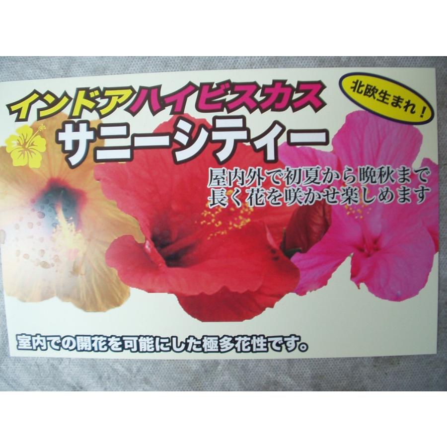 ハイビスカス インドアハイビスカス・サニーシティー 5号鉢 訳あり品
