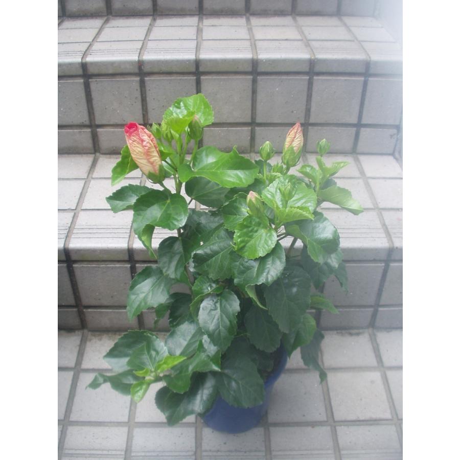 ハイビスカス サマーレッド 送料値引きあり 5号鉢 赤花 苗木 鉢花