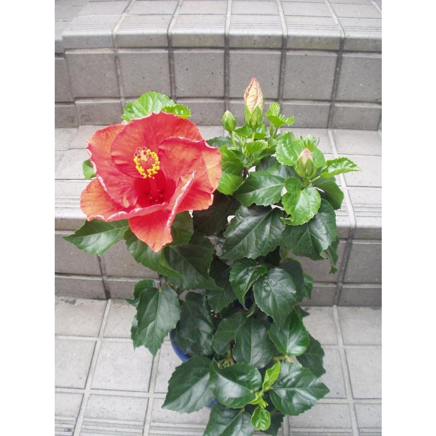 ハイビスカス サマーレッド 送料値引きあり 5号鉢 赤花 苗木 鉢花