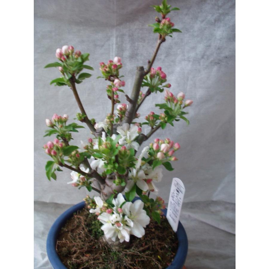姫リンゴ 盆栽仕立て 果樹 苗木 鉢植え 処分品 : フラワーハウス