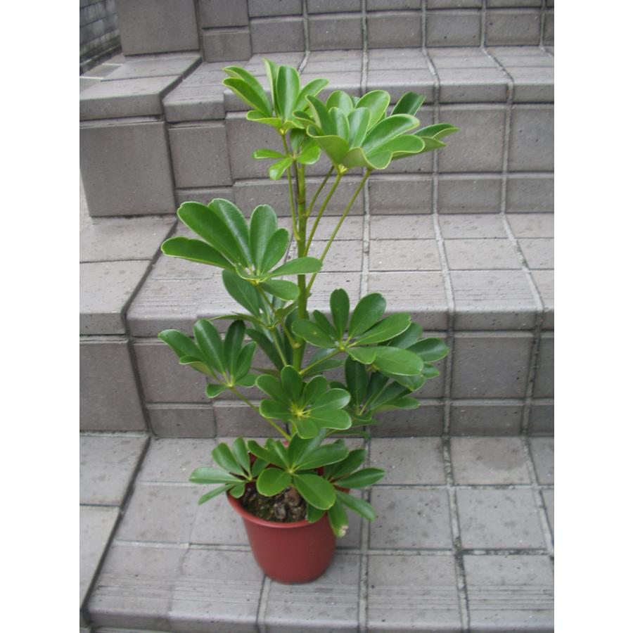 シェフレラホンコン シェフレラ・ホンコンカポック | 株式会社 野沢園 I 創業150年