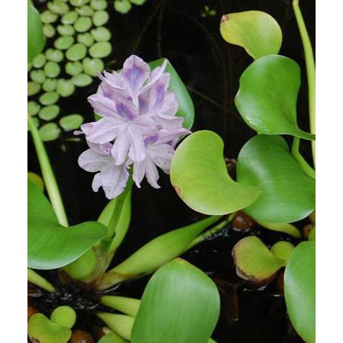 ホテイソウ ホテイアオイ 布袋葵 水草 浮き草 送料値引きあり Hoteisou 1 フラワーハウス シモン 通販 Yahoo ショッピング