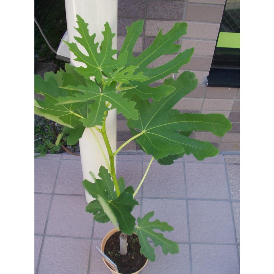 イチジク・ホワイトゼノア 苗木 鉢植え 4号鉢 送料値引きあり