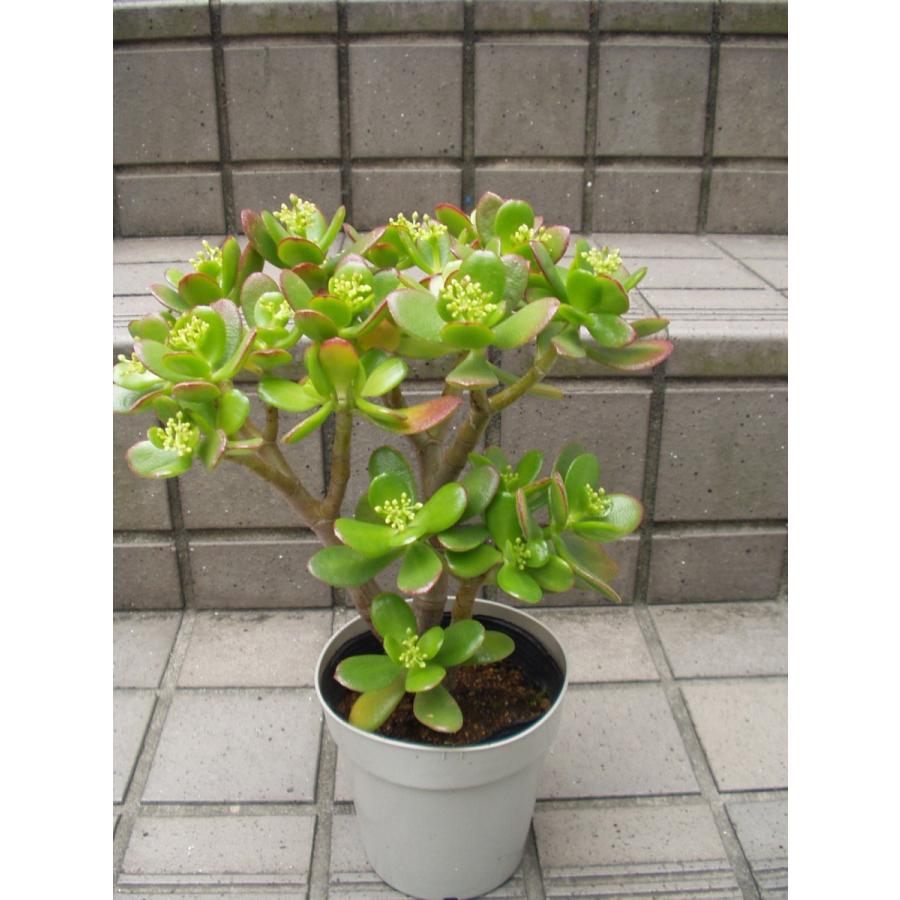 金のなる木 花月 観葉植物 多肉植物 4号鉢 送料値引きあり : フラワー