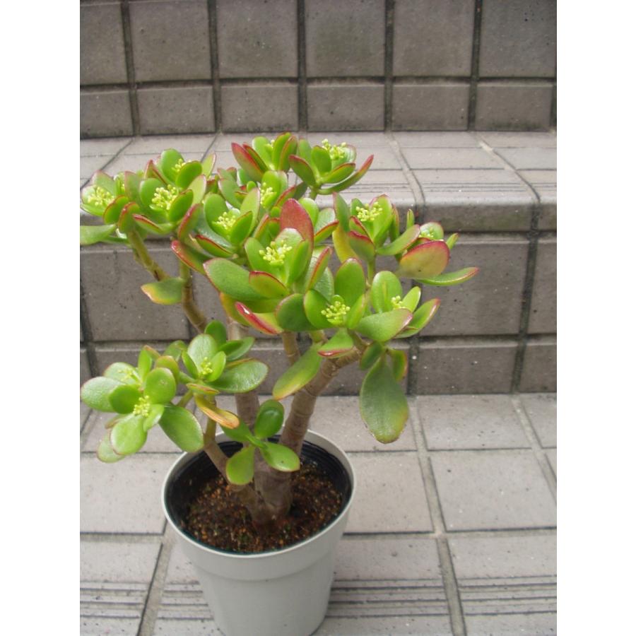 金のなる木 花月 観葉植物 多肉植物 4号鉢 送料値引きあり : フラワー