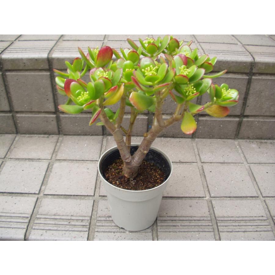 金のなる木 花月 観葉植物 多肉植物 4号鉢 送料値引きあり : フラワー