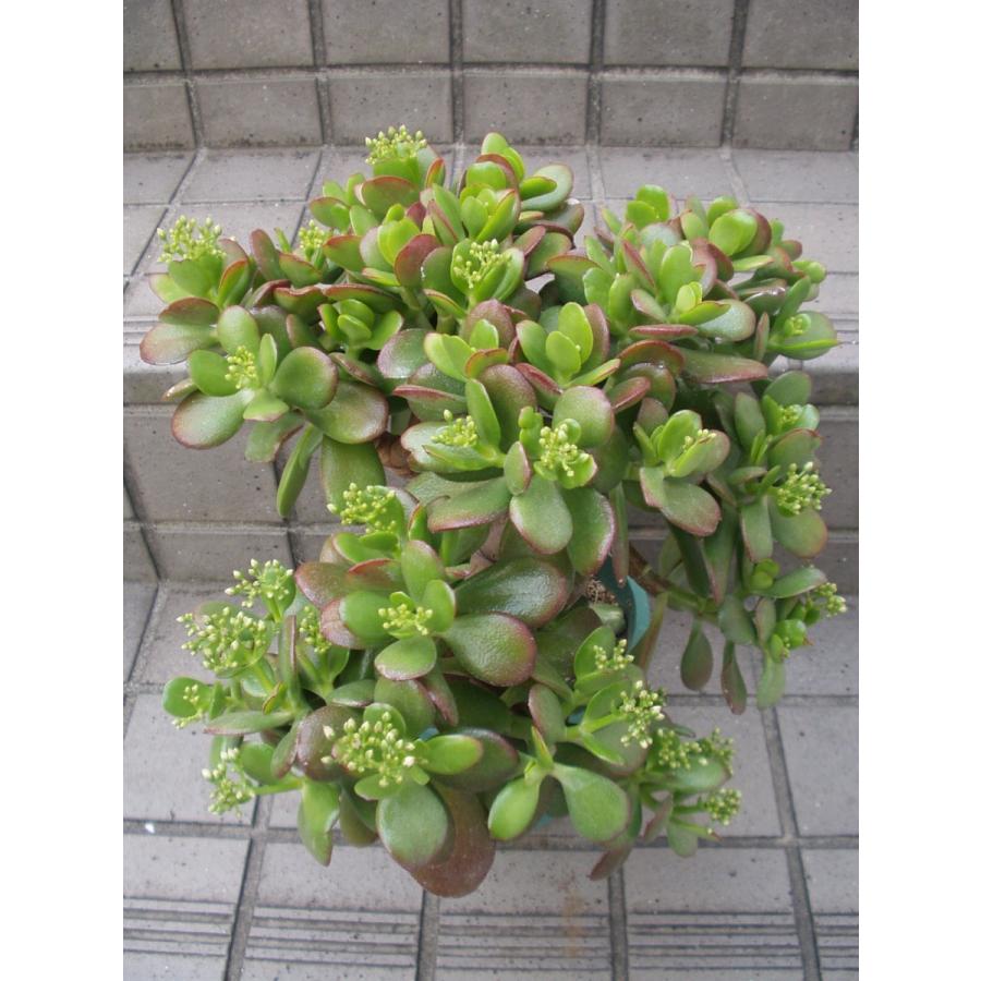 金のなる木 花芽付き・花芽多 観葉植物 多肉植物 5号鉢 送料値引きあり