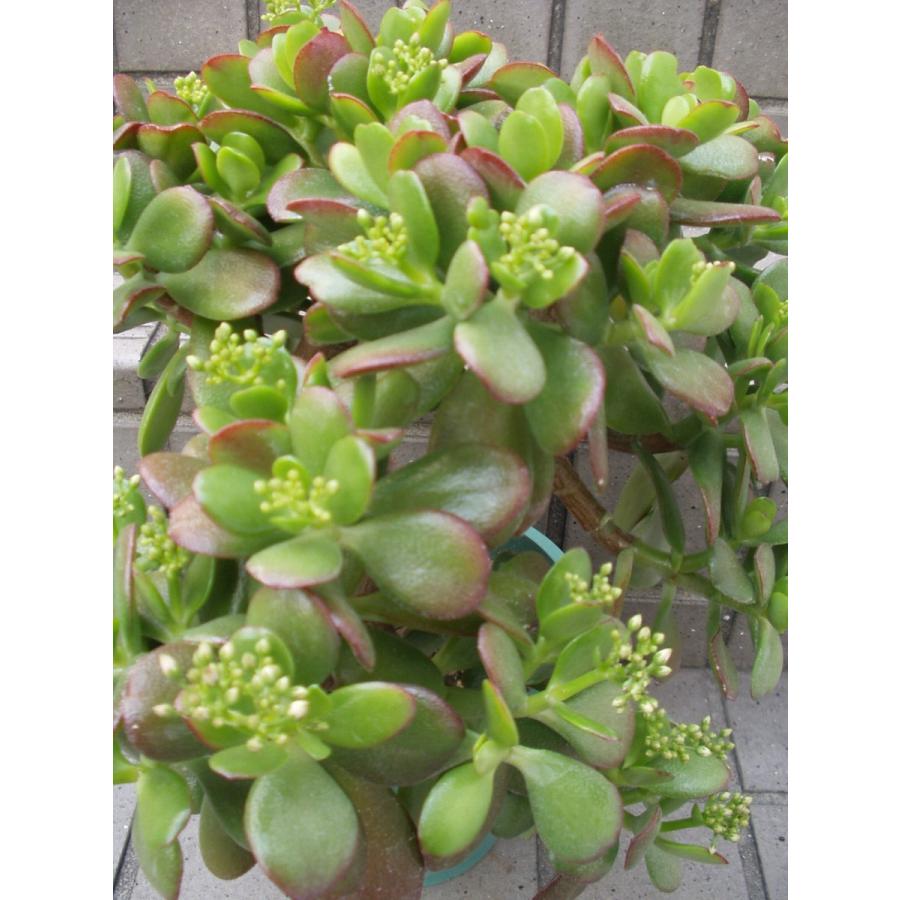 金のなる木 花芽付き・花芽多 観葉植物 多肉植物 5号鉢 送料値引きあり