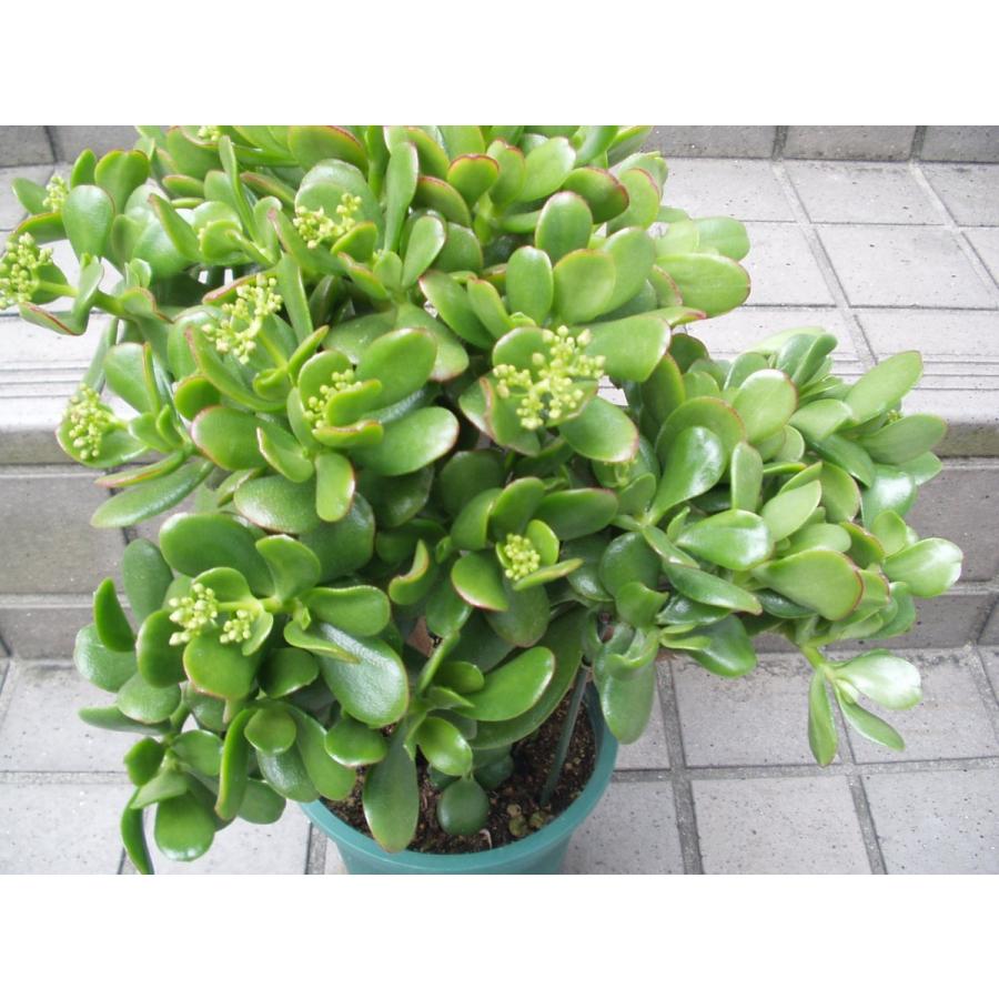 金のなる木 花芽付き・花芽多 観葉植物 多肉植物 5号鉢 送料値引きあり