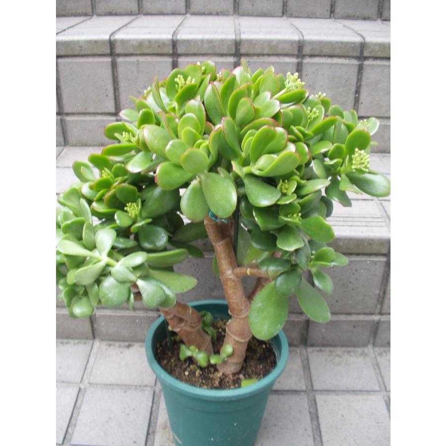 金のなる木 花芽付き・花芽多 観葉植物 多肉植物 5号鉢 送料値引きあり