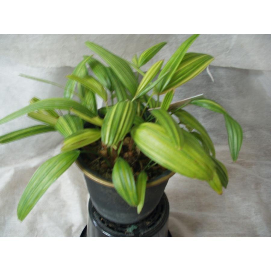 観音竹 綾姫 盆栽 観葉植物 鉢植え 3.5号鉢 お値下げ品 : フラワー