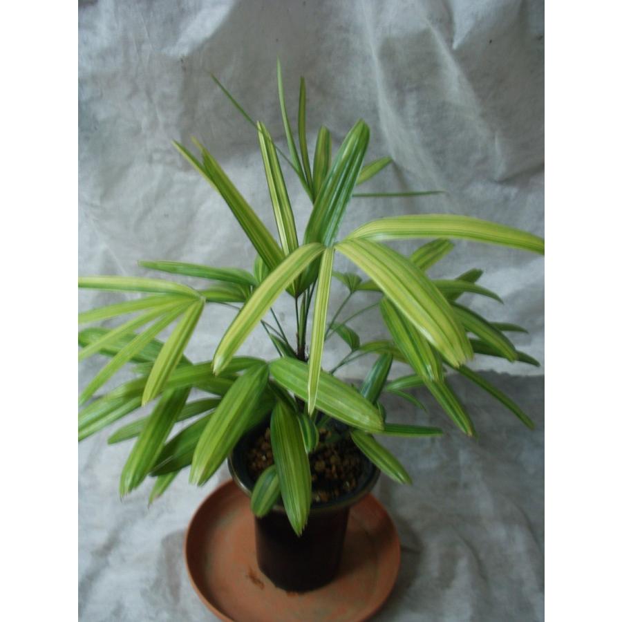 観音竹 綾錦 盆栽 観葉植物 鉢植え 4号鉢 訳あり品 : フラワーハウス