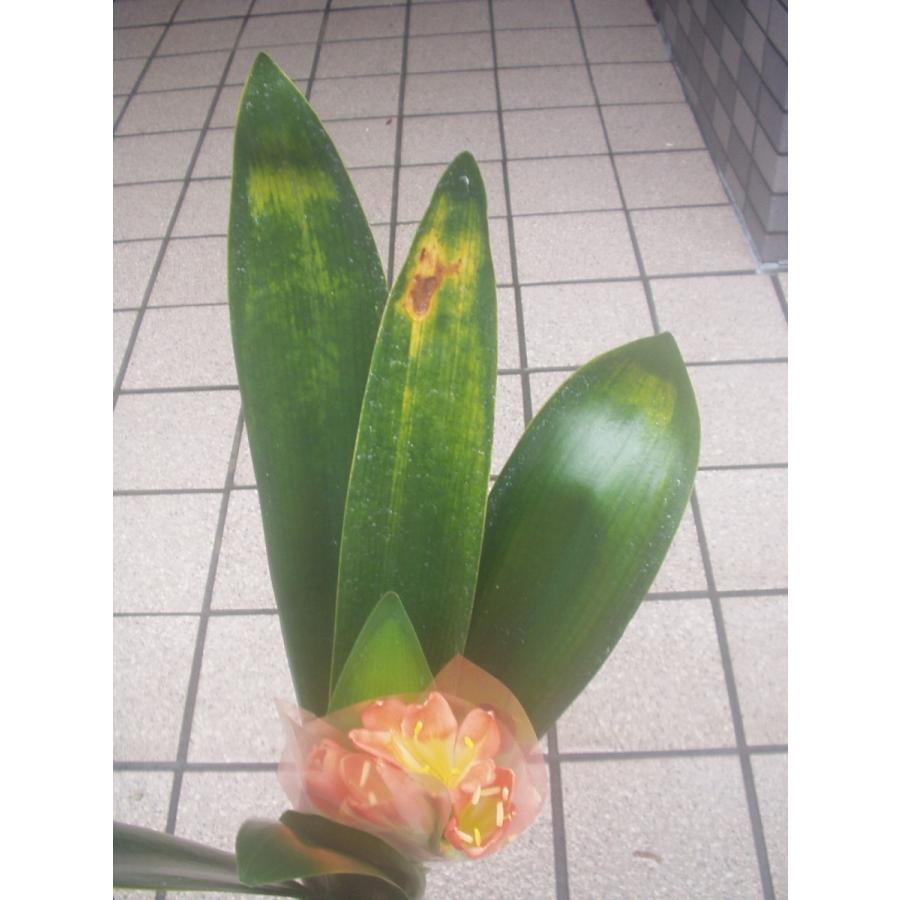 君子蘭 5号鉢 激安クンシラン 鉢植え 入荷時花芽付き : フラワー