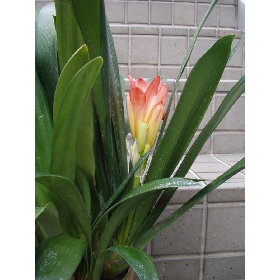 君子蘭 5号鉢 激安クンシラン 鉢植え 入荷時花芽付き 君子蘭 5号鉢 激安クンシラン 鉢植え 入荷時花芽付き