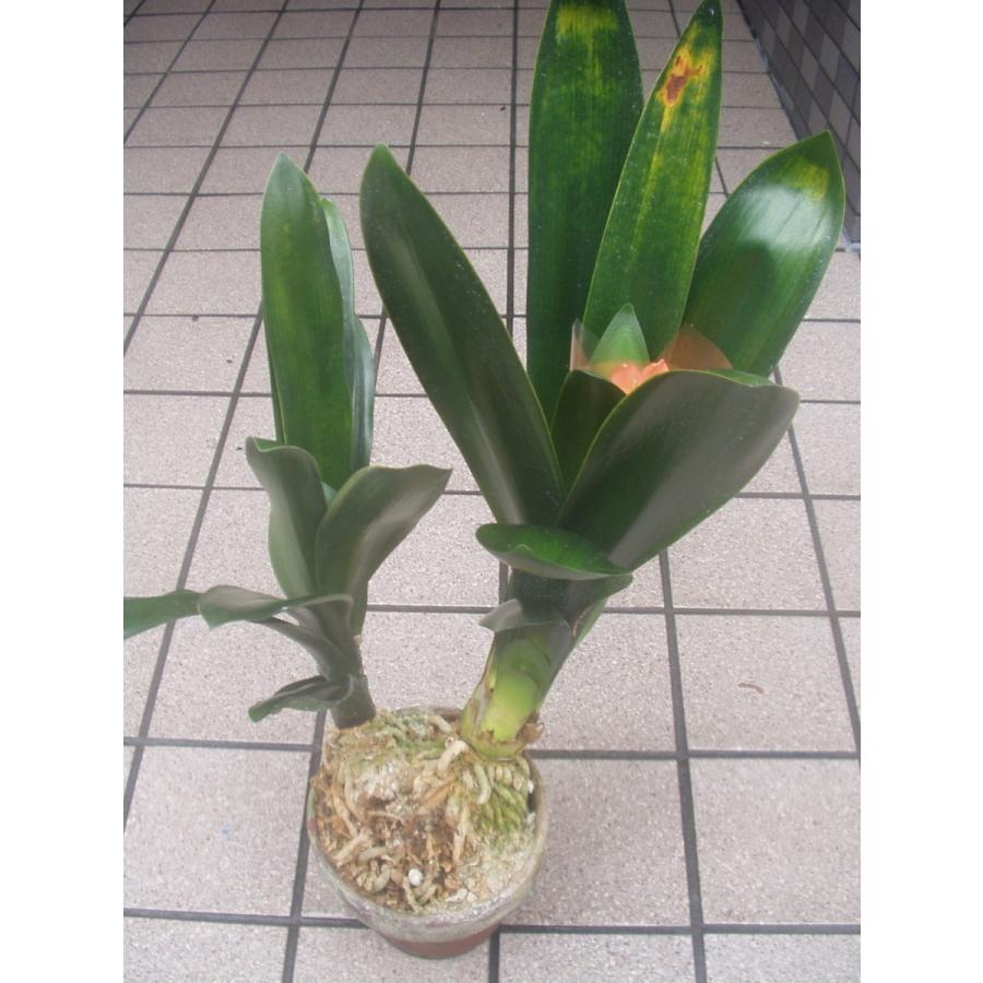 君子蘭 5号鉢 激安クンシラン 鉢植え 入荷時花芽付き : フラワー