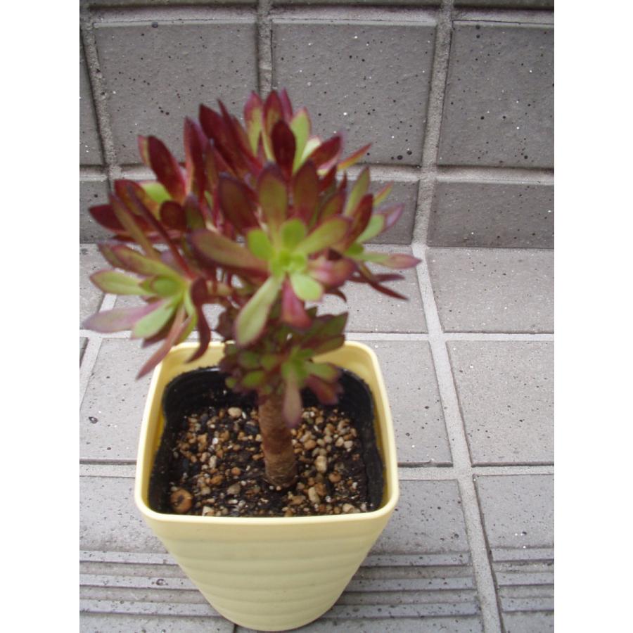 黒法師 多肉植物 3 5号鉢 Kurohousi 3gou フラワーハウス シモン 通販 Yahoo ショッピング