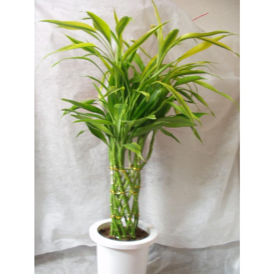 ミリオンバンブー 観葉植物 ラッキーバンブー ７号鉢 Luckybb 1 フラワーハウス シモン 通販 Yahoo ショッピング