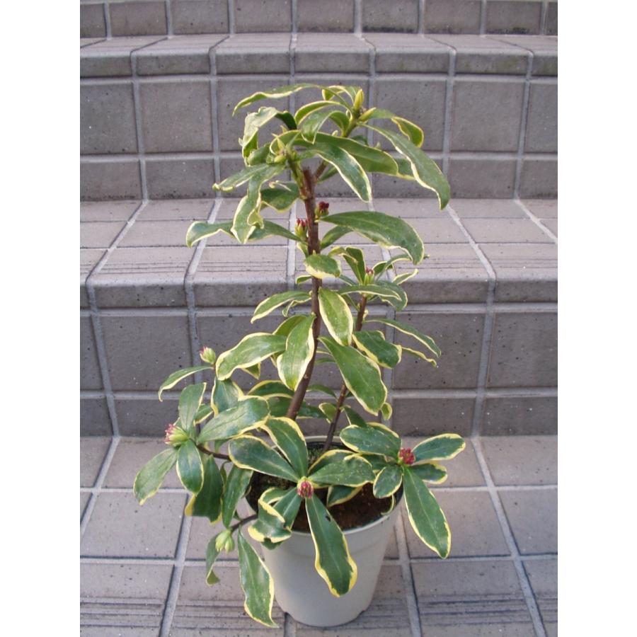 斑入り沈丁花 前島沈丁花 入荷時花芽付き 苗木 4 5号鉢 送料値引きあり Maejimajinntyouge 4 フラワーハウス シモン 通販 Yahoo ショッピング