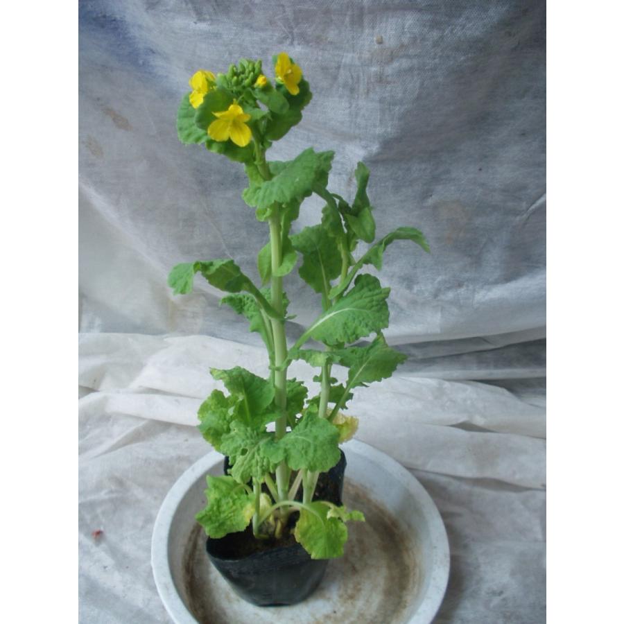菜の花 花苗 3号ポット苗 : フラワーハウス・シモン - 通販 - Yahoo