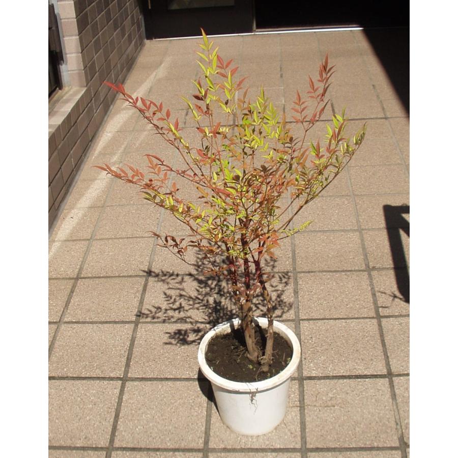 南天 鉢植え 5号鉢 送料値引きあり 庭木 植木 : フラワーハウス