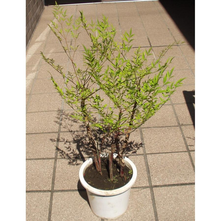 フラワー　ガーデニング　南天　縁起物　庭木　大サイズ 鉢植え 南天 鉢植え 5号鉢 送料値引きあり 庭木 植木 : フラワーハウス