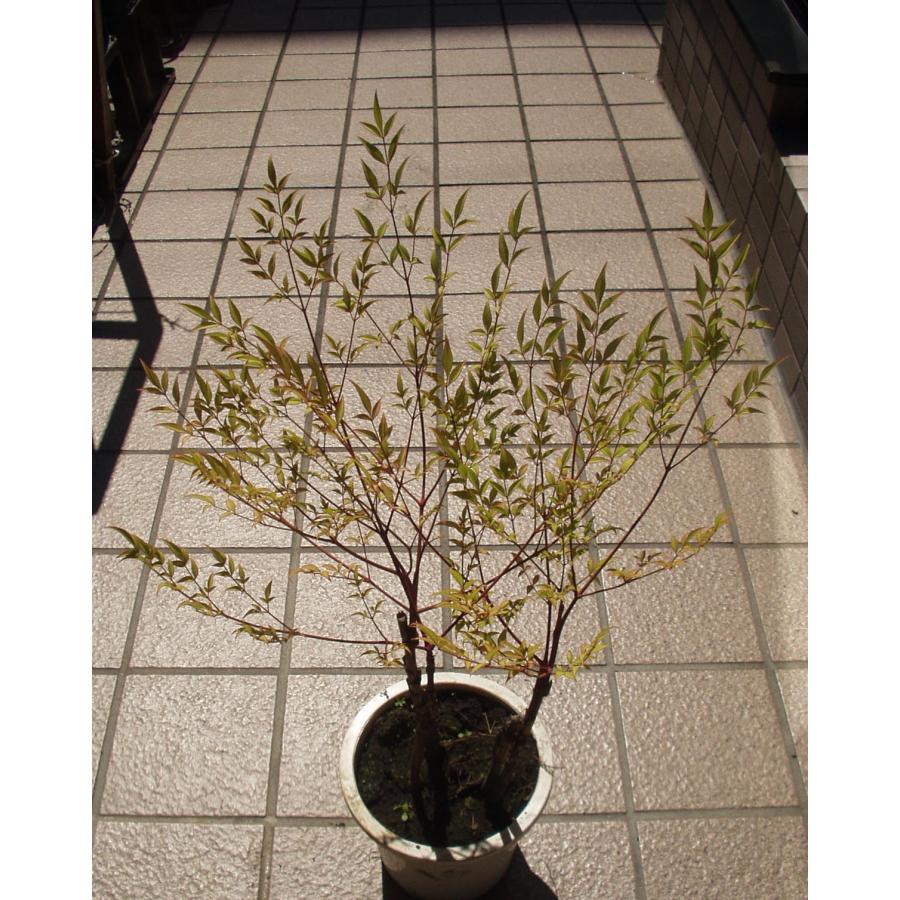 南天 鉢植え 5号鉢 送料値引きあり 庭木 植木 : フラワーハウス