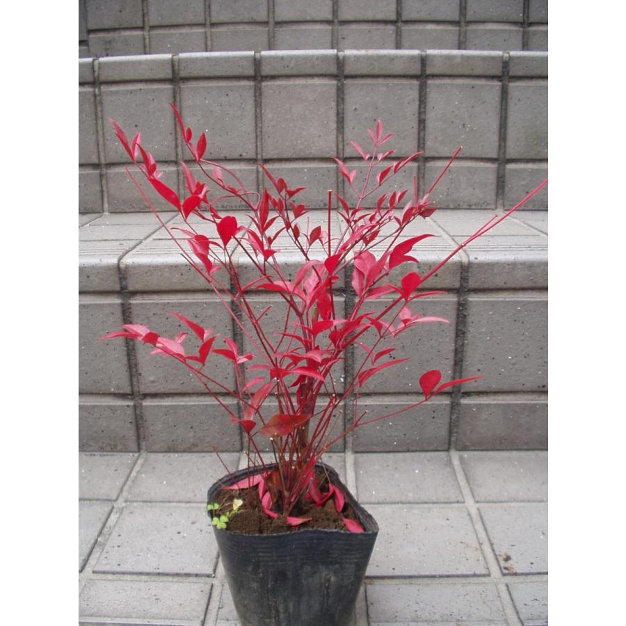 南天 赤南天 苗木 3 5号ポット苗 Nanten Nae 1 フラワーハウス シモン 通販 Yahoo ショッピング