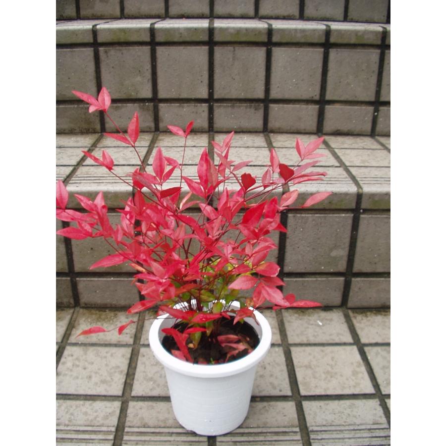 南天 鉢植え ４号鉢 送料値引きあり Nauten 4gou フラワーハウス シモン 通販 Yahoo ショッピング