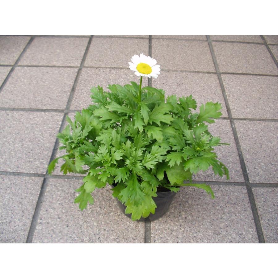 ノースポール スノーランド 花苗 3.5号ポット苗 : フラワーハウス